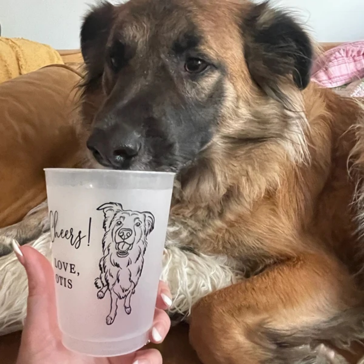 10/50 أكواب بلاستيكية قابلة لإ - مراجعة Plastic Cup 50Pcs وسعره
